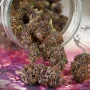 Семена конопли Auto Forbidden Cherry® от Dutch Passion